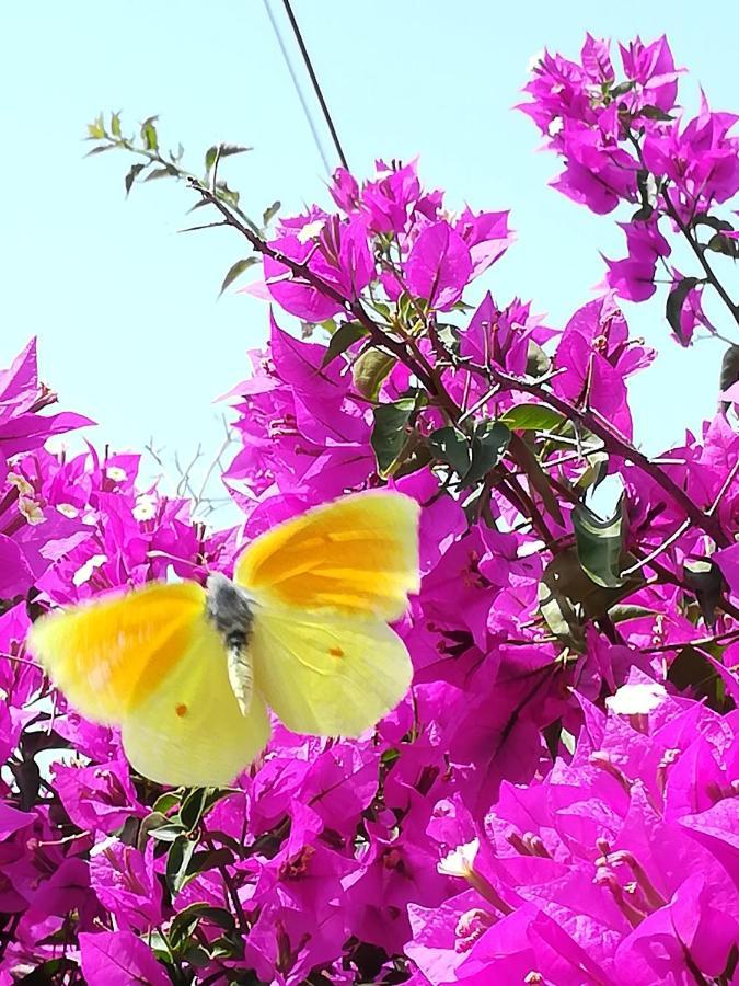 Lemon Tree Cottage ฟีนีคุนตา ภายนอก รูปภาพ